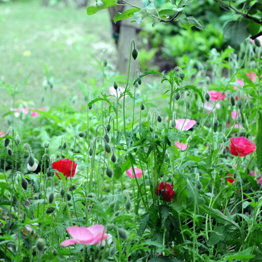 デコルガーデンに咲く花