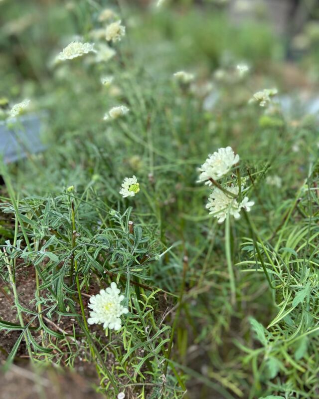 デコルガーデン
本日も秋の花達がお迎えします

#ガーデニング
#ガーデニング好きな人と繋がりたい 
#街中ガーデン
#秋の花
#お散歩
#お散歩コース
#秋風
#デコルガーデン
#会津若松市
#福島県
#入場無料
#花のある暮らし